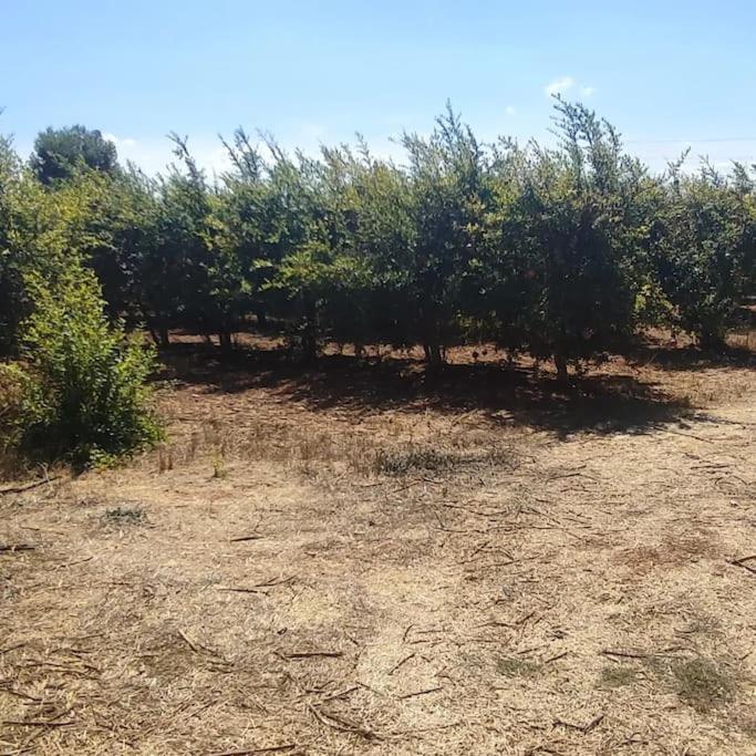 Olive Grove Cottage Skalani Knossós Екстериор снимка