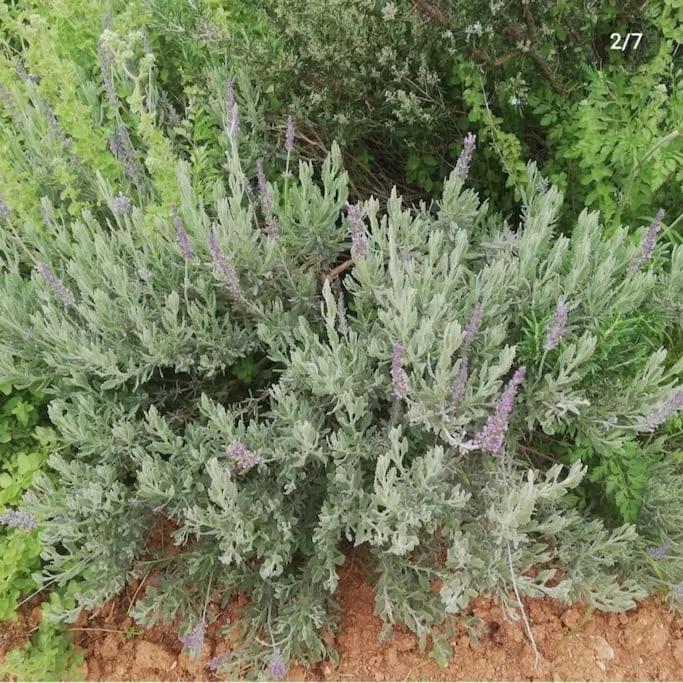 Olive Grove Cottage Skalani Knossós Екстериор снимка