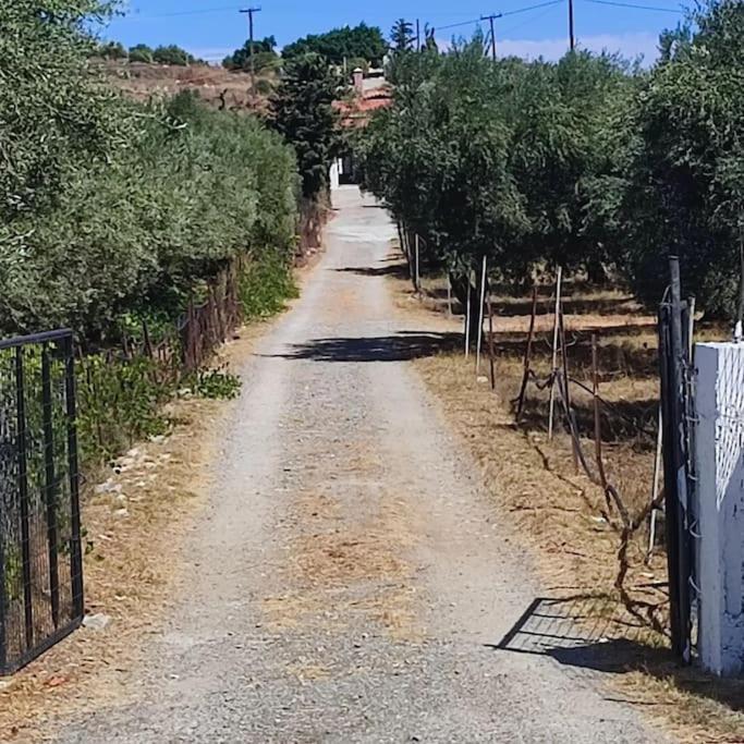Olive Grove Cottage Skalani Knossós Екстериор снимка