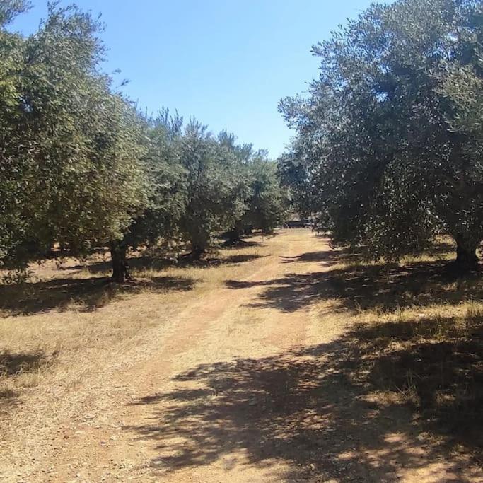 Olive Grove Cottage Skalani Knossós Екстериор снимка