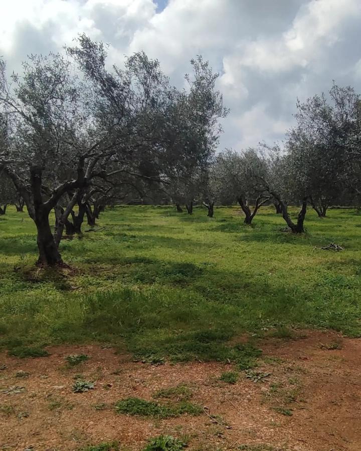 Olive Grove Cottage Skalani Knossós Екстериор снимка