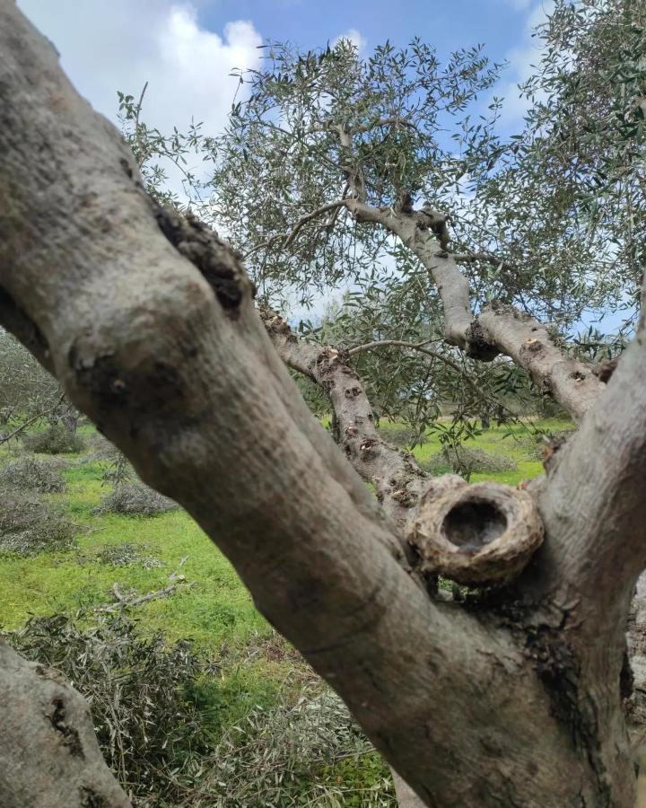 Olive Grove Cottage Skalani Knossós Екстериор снимка